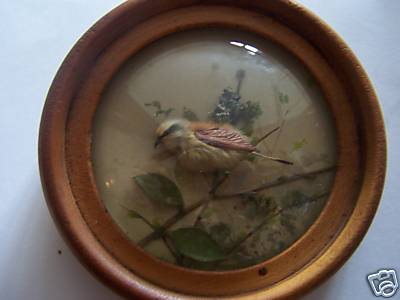 Red Backed Shrike